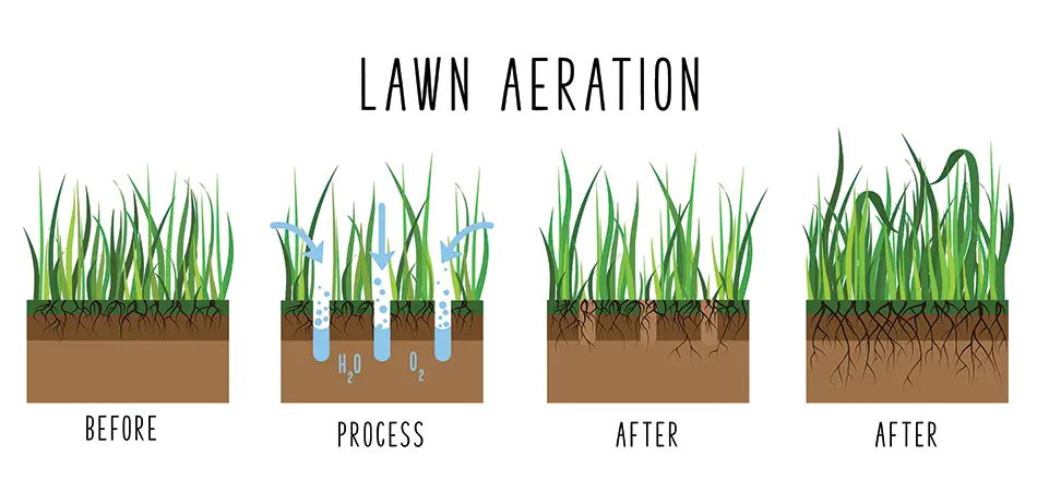 Core lawn aeration infographic